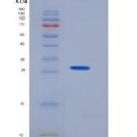 小鼠激肽释放酶11(KLK11)重组蛋白His tag