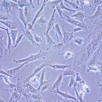 HCT-15细胞增殖抑制剂(Kinetin riboside)