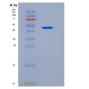 小鼠TNFR1 / CD120a / TNFRSF1A重组蛋白Fc tag