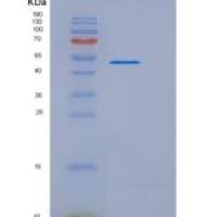 小鼠B7-DC / PD-L2 / CD273重组蛋白Fc tag