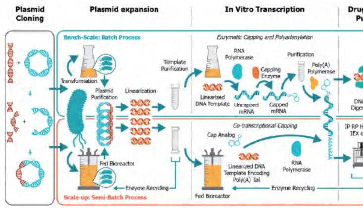 定制合成服务 | 爱必信，让mRNA合成不再难！