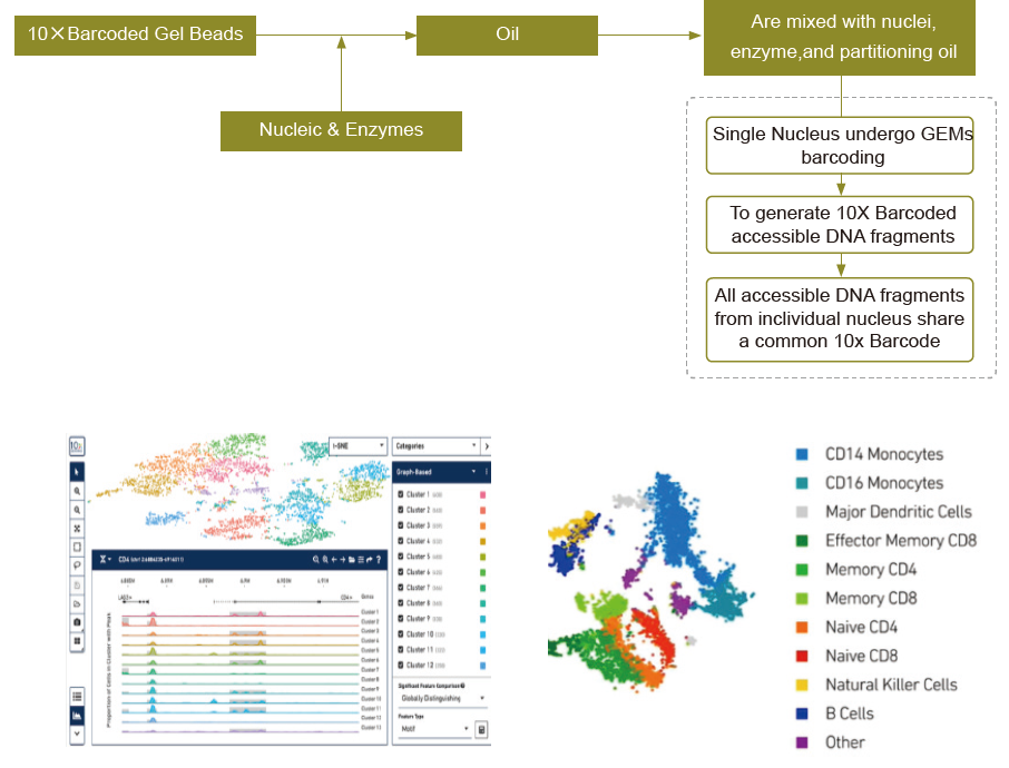 10× Genomics 单细胞ATAC