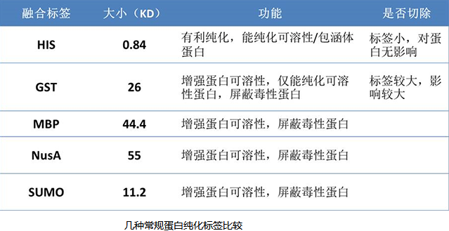 重组Yersinia enterocolitica Inva