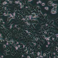 人非小细胞肺癌细胞NCI-H239