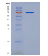小鼠Coagulation Factor II / FII 
