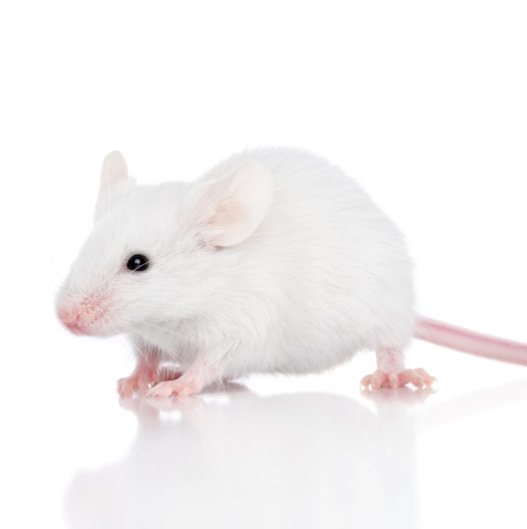 动物实验丨肺炎支原体肺炎模型