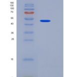 小鼠JAM-A / F11R重组蛋白Fc tag