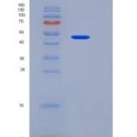 小鼠JAM-A / F11R重组蛋白Fc tag