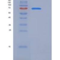 小鼠TrkA / NTRK1重组蛋白Fc tag
