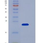 小鼠CD48重组蛋白His Tag
