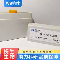 胶体金标记的羊抗豚鼠IgG