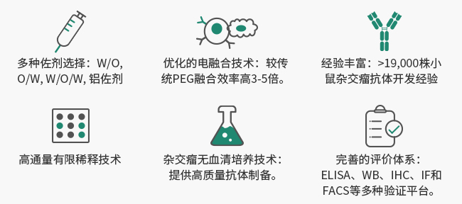 鼠單克隆抗體制備服務(wù)