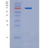 人淋巴细胞激活基因3(LAG3)重组蛋白Fc Tag