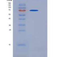 小鼠CHST5 / GlcNAc6ST-3重组蛋白Fc Tag