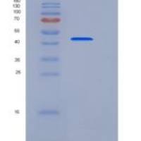 小鼠CD300A重组蛋白Fc tag