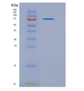 人CD45 / PTPRC重组蛋白Fc tag