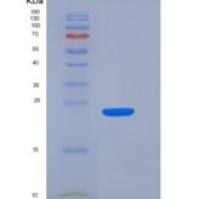 人SLAMF7/CD319重组蛋白His Tag