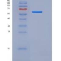 人CD55 / DAF重组蛋白Fc tag