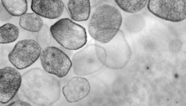 类器官：微型器官的生医新革命