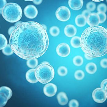 鸡气管上皮细胞