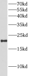 BCL2L10 antibody|BCL2L10抗体