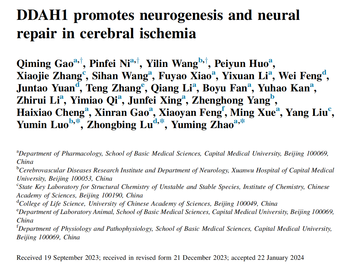 APSB|TissueCytometry技术探索组织空间原位助力首都医科大学肇玉明教授团队发现DDAH1在神经再生生态位的作用