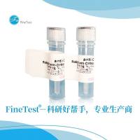 SCPEP1 antibody|SCPEP1抗体