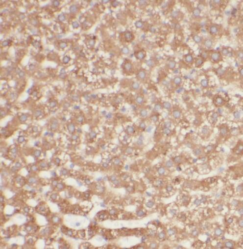 SIKE1 antibody|SIKE1抗体