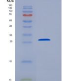 人B7-H6重组蛋白His Tag