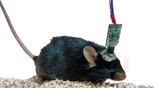 Pinnacle | 小动物一站式癫痫监测分析系统，助力抗癫痫药物高通量筛查模型取得新成果