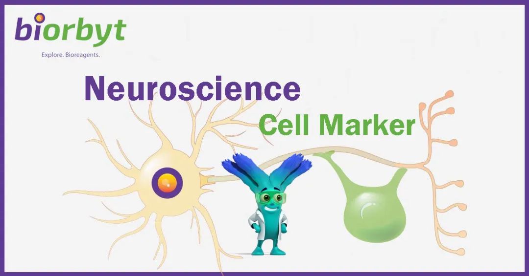 【Biorbyt 科研专题】神经科学研究常用的细胞标记物
