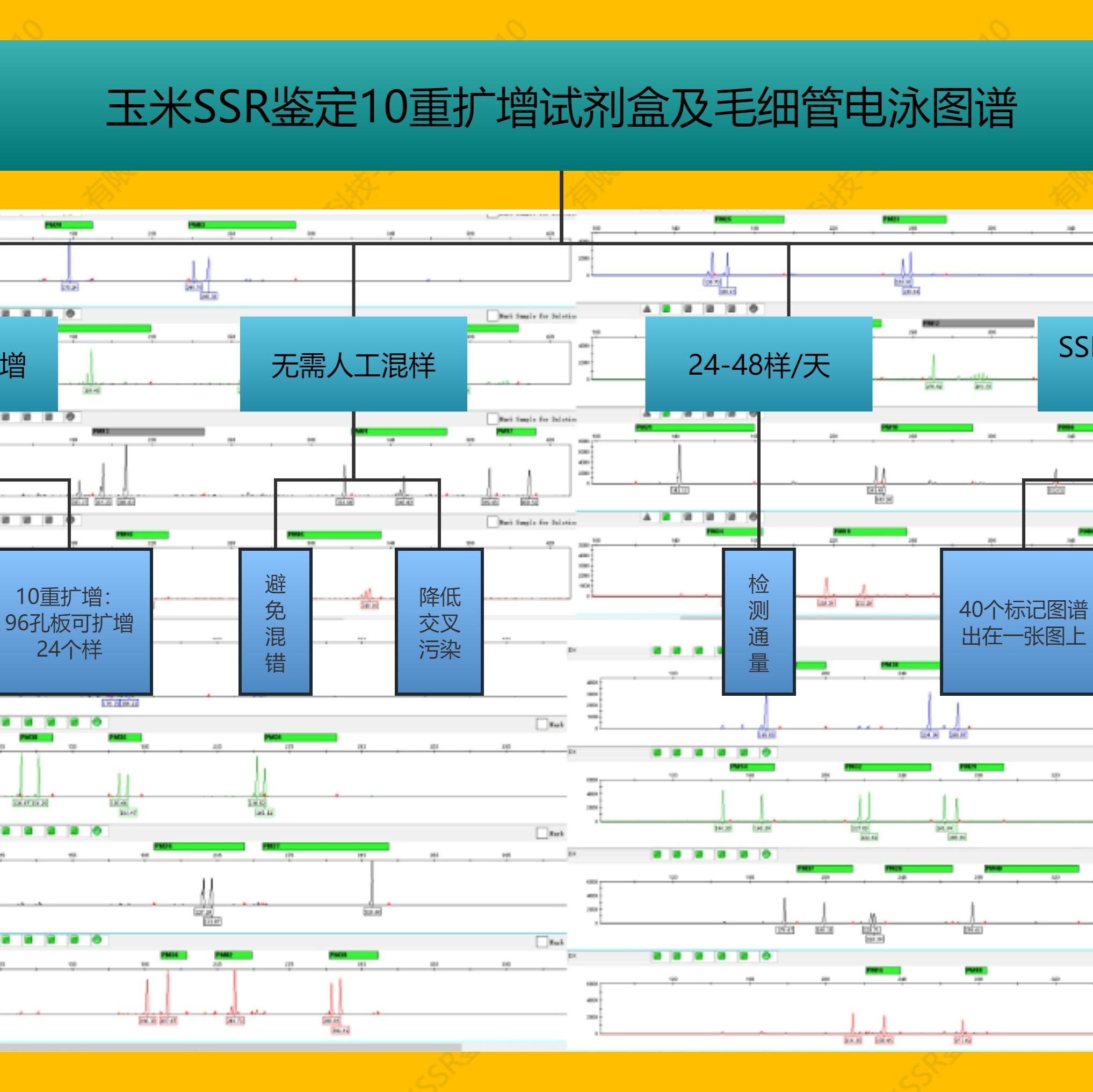 种子SSR鉴定(真实性鉴定、纯度鉴定)及混扩试剂盒
