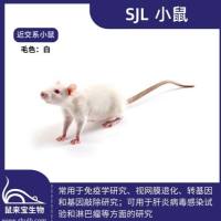 SJL小鼠