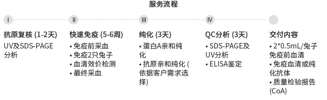 多克隆抗體制備服務(wù)