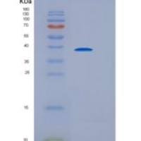 小鼠白细胞关联免疫球蛋白样受体1(LAIR1)重组蛋白Fc tag