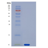 人GYPA / CD235a / Glycophorin A