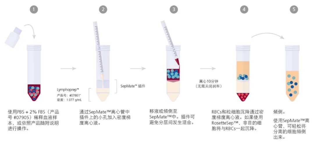 导师不教！仅需 4 步，15 分钟就能分离出高纯度 PBMCs