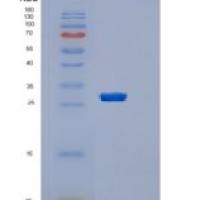 人LILRB4 / CD85k / ILT3重组蛋白His Tag