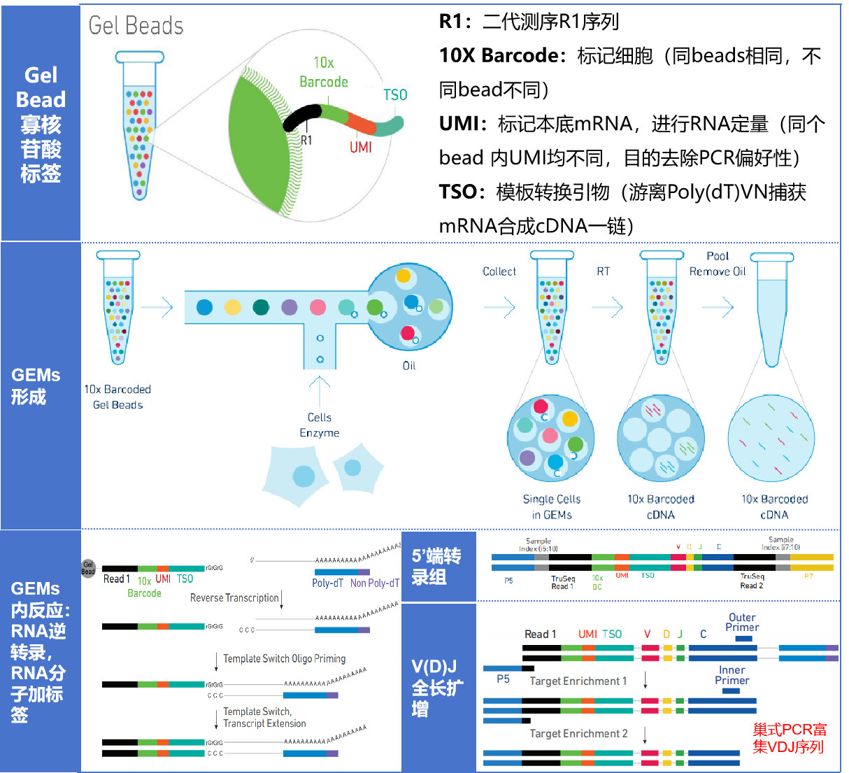 单细胞免疫组库（V(D)J）测序
