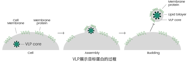 VLP形式的膜蛋白表达服务