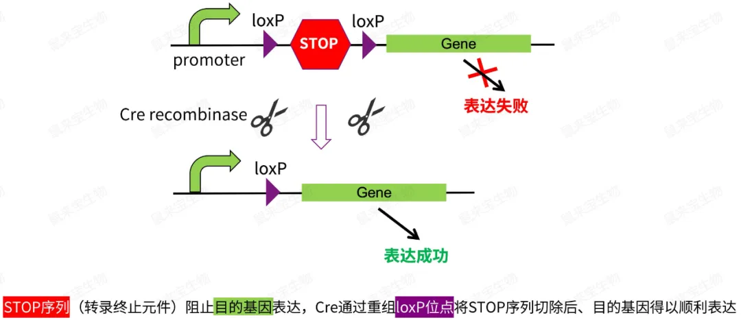 一文搞懂Cre-loxP条件性基因编辑 - 企业动态 - 丁香通