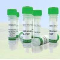 重组人CEACAM3(Carcinoembryonic Antigen-Related Cell Adhesion Molecule 3)