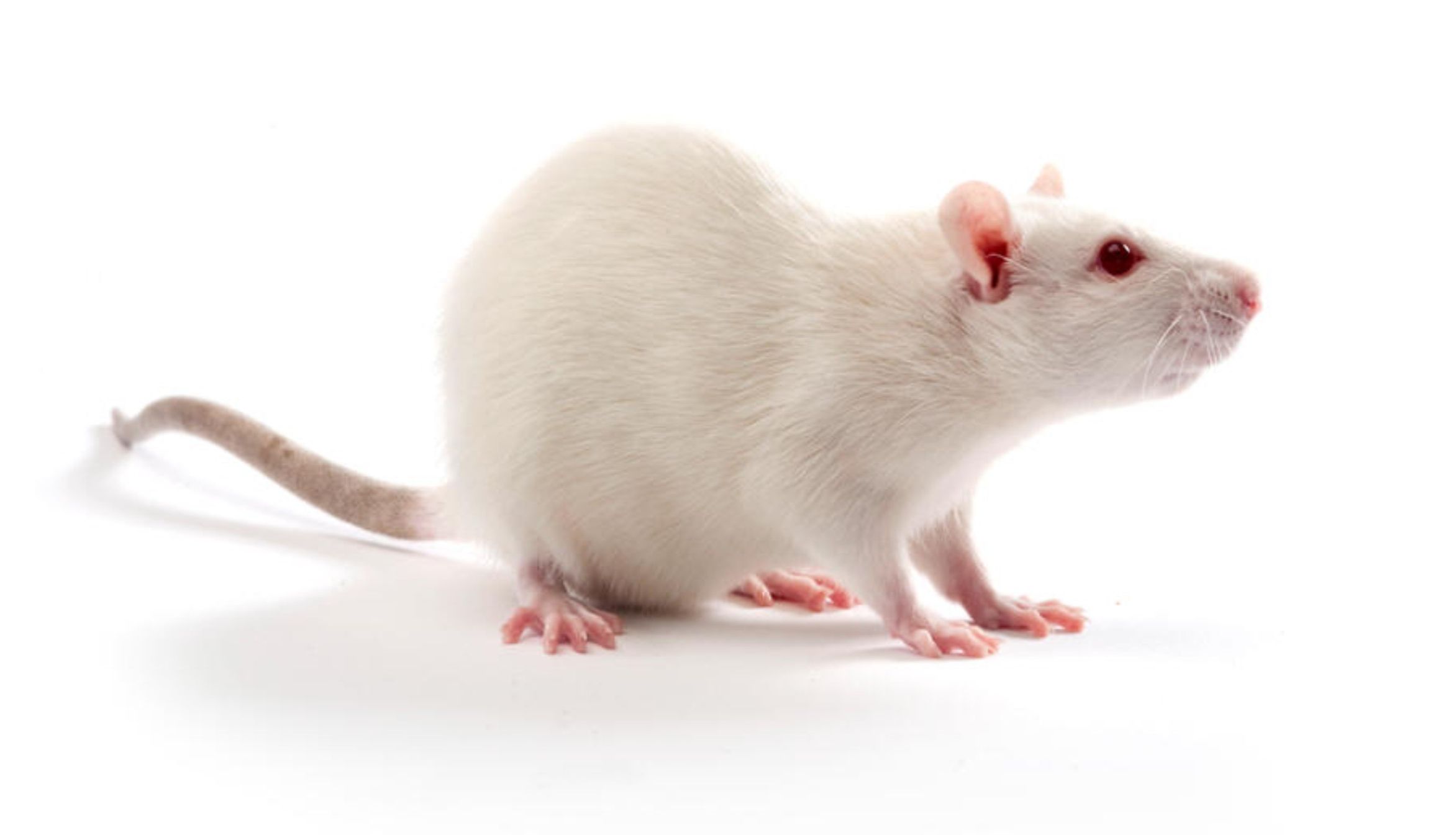 大鼠高脂血症模型的构建