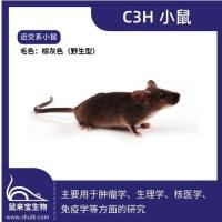 C3H小鼠