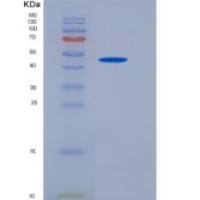 小鼠TFPI2 / PP5重组蛋白Fc tag