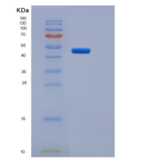 小鼠PILRB1重组蛋白Fc tag