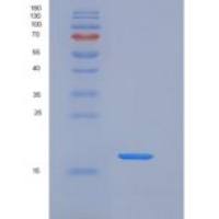 小鼠Cyclophilin A重组蛋白His Tag