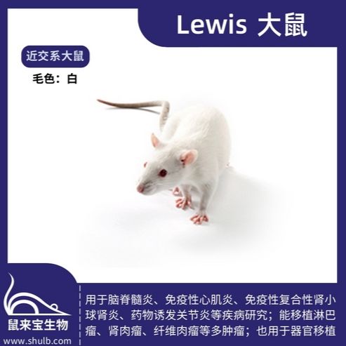 Lewis大鼠