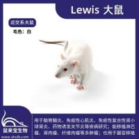 Lewis大鼠