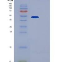人分泌粒蛋白3(Secretogranin 3)重组蛋白His Tag